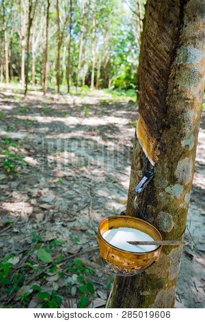 Collecting Latex From The Para Rubber Tree