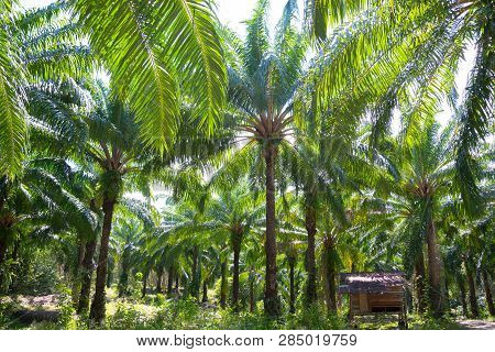 Oil Palm Plantation In Thailand, Malaysia, Indonesia