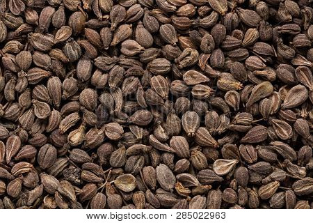 High Quality Seeds Of Anise, In A Texture Form For Your Personal Garden. Can Be Used By Seed Produce