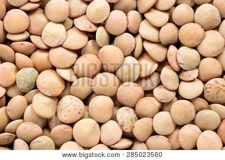 High Quality Seeds Of Lentils, In A Texture Form For Your Unique Garden. Can Be Used By Seed Produce