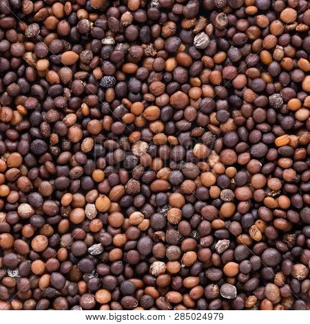 High Quality Seeds Of Thyme, In A Texture Form For Your Unique Garden. Can Be Used By Seed Producers