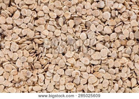 High Quality Seeds Of Tomato, Vegetable In A Texture Form For Your Green Garden. Can Be Used By Seed