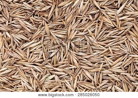 High Quality Seeds Of Lawn Grass, In A Texture Form For Your Green Garden. Can Be Used By Seed Produ