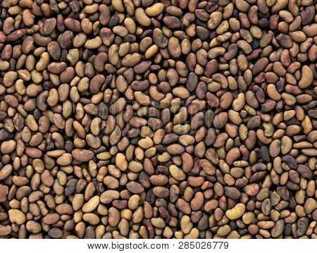 High Quality Seeds Of Alfalfa, In A Texture Form For Your Green Garden. Can Be Used By Seed Producer