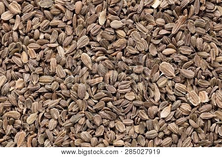 High Quality Seeds Of Carrot, Vegetable In A Texture Form For Your Perfect Garden. Can Be Used By Se