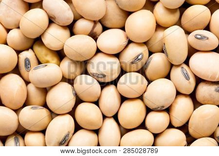 High Quality Seeds Of Soy Bean, In A Texture Form For Your Unique Garden. Can Be Used By Seed Produc