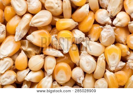 High Quality Seeds Of Popcorn, In A Texture Form For Your Unique Garden. Can Be Used By Seed Produce
