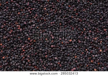 High Quality Seeds Of Beautiful Gypsophila, Flower In A Texture Form For Your Personal Garden. Can B