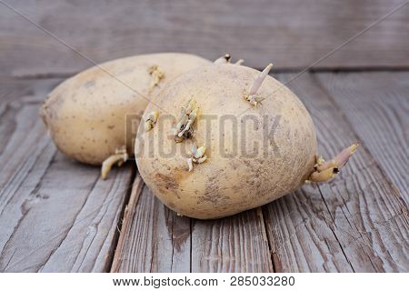 Close Up View Of Sprouted Potato On Wooden Background, Selective Focus