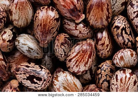 High Quality Seeds Of Palmcrist, Flower In A Texture Form For Your Unique Garden. Can Be Used By See
