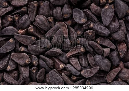 High Quality Seeds Of Ipomoea, Gentle Flower In A Texture Form For Your Adorable Garden. Can Be Used