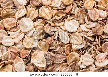 High Quality Seeds Of Dimorphotheca, Flower In A Texture Form For Your Adorable Garden. Can Be Used 