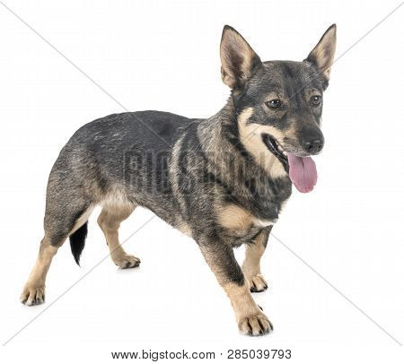 Swedish Vallhund In Front Of White Background