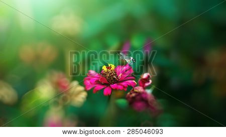 Beautiful Butterfly Flying Over A Flower, Closeup. Spring. Nature. Sunny Day. Background
