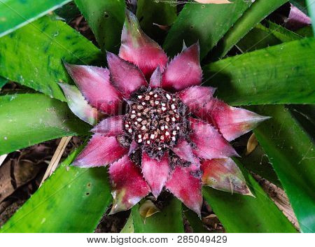 Canistrum Giganteum Bromeliaceae Tropical Flower From Brazil