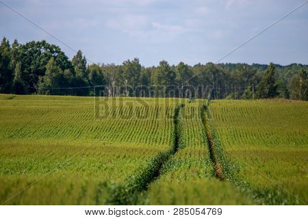 Dirt Road Path In Cereal Field Landscape In Spring. Tractor Tire Tracks On The Field In Latvia. Summ