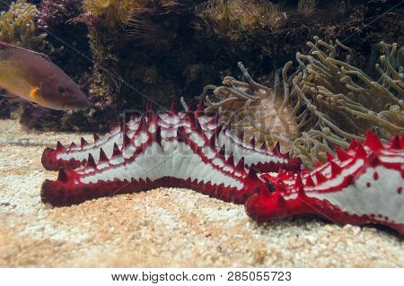 Close Up View Of Red-knobbed Starfishes With Sea Anemones And Fish On Background