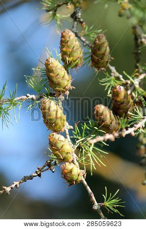 European Larch (larix Decidua) Green Cones On Branch