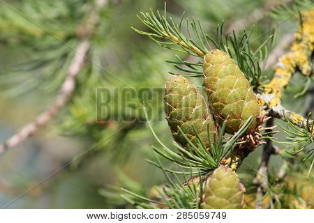 European Larch (larix Decidua) Green Cones On Branch