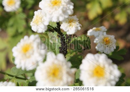 Colony Of Black Bean Aphid (aphis Fabae) On Double Flowers Of Achillea Ptarmica Or European Pellitor