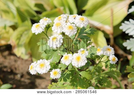 White Double Flowers Of Achillea Ptarmica Or European Pellitory In Garden