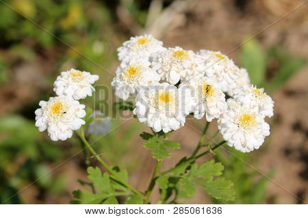 White Double Flowers Of Achillea Ptarmica Or European Pellitory In Garden