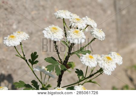 Colony Of Black Bean Aphid (aphis Fabae) On Double Flowers Of Achillea Ptarmica Or European Pellitor