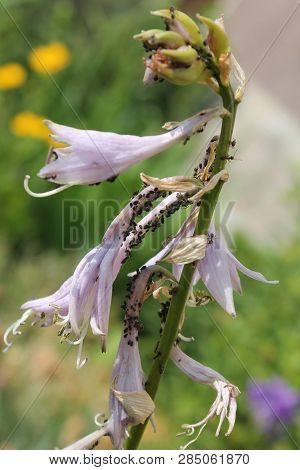Colony Of Black Bean Aphid (aphis Fabae) On Flowers Of Plantain Lily (hosta Sp.)