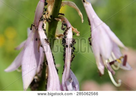 Colony Of Black Bean Aphid (aphis Fabae) On Flowers Of Plantain Lily (hosta Sp.)