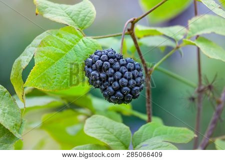 Prickly Eleutherococcus Or Wild Pepper. It Is Valuable  Medicinal Plant.