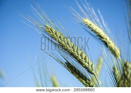 Green Ears Of Triticale Against The Sky - Closeup
