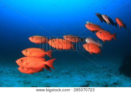 School red snapper fish 