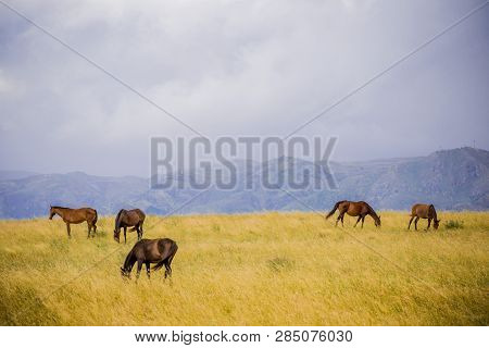 Wild Horses Eating Grass At Meadows With Mountains Landscape.