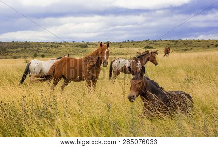 Wild Horses Eating Grass At Meadows With Mountains Landscape.