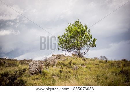 Nothing Stronger Than A Well-planted Tree In The Middle Of Meadows.