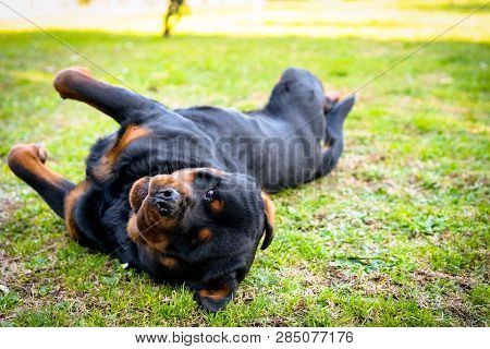 Amazing Rottweiler With Graet Muzzle And Faithful Eyes Lying In The Garden And Posing On The Camera