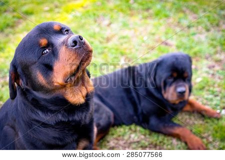 Beautiful Rottweiler Dog Watching With Faithful Eyes On Camera On The Background Of Another Rottweil