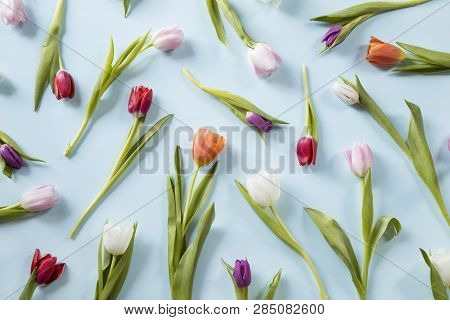 Spring Tulips On Blue Background - Top Iew
