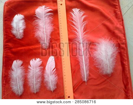 White Feathers Of Owl Polar On Red Background, Material For Tribes, The Hunter Of Dreams