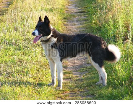 The Portrait Of Karelian Bear Dog In Summer