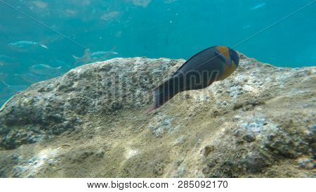 Close Up Of A Saddle Wrasse And A School Of Silver Fish At Honolua Bay