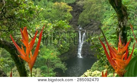 Close Up Of Heliconia Psittacorum Growing At Lower Puahokamoa Falls On Maui
