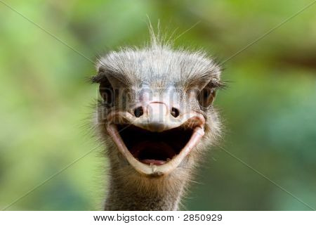 Smilende strudse
