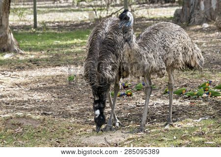 The Australian Emus Are Eating Grass And Seeds