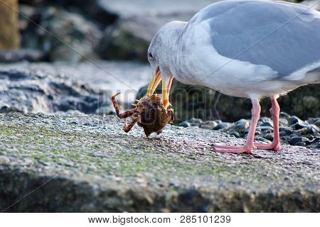 Seagull Shakes The Crab It Is Dismembering For Its Meal While Standing On A Flat Rock On Shore, Vanc