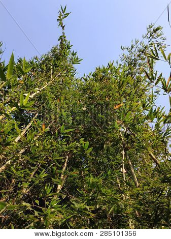 A Photo Of Bamboo Trees Taken From The Ground.