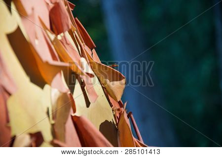Detail Of Peeling Papery Bark Of Arbutus Tree Stands Out Against Dark Background Of Forest, Saanich 