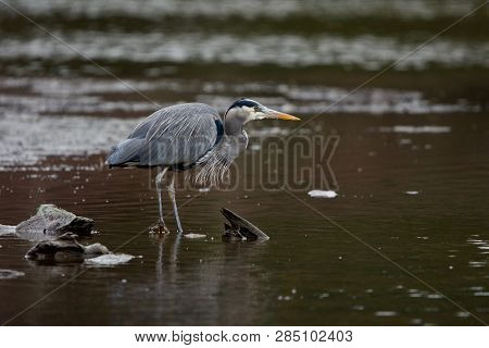 Great Blue Heron Stands Patiently In Shallows Near Driftwood In Witty's Lagoon