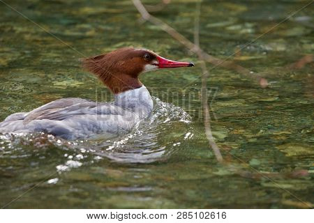 Common Merganser Seen Through Branches Swims On Goldstream River In The Weak Sun Of Winter, Vancouve