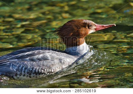 Close Shot Of Common Merganser Swimming In Goldstream River Showing Water Droplets Clinging To The F